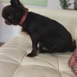 Chihuahua All Grown Up from Chihuahuas manzanita