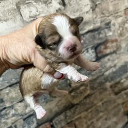 Brown sable boy - Gold and white male Shihpoo puppy in Newark, Ohio from Gemini Kennels