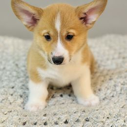Pembroke Welsh Corgi Puppies from West Coast Corgi