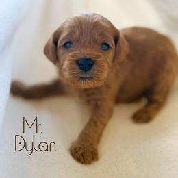 Mr. Dylan - Red  male Goldendoodle puppy in Sacramento, California from Dandy Doodles Goldendoodles