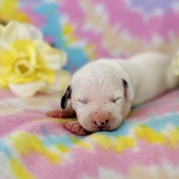 Boy 1- Blue Ribbon - White and black Dalmatian puppy in Hillsville, Virginia from Spot On Dalmatians