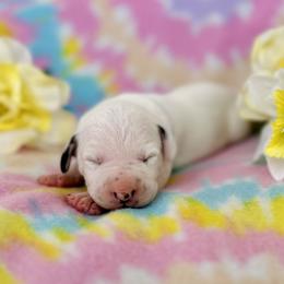 Boy 1- Blue Ribbon - White and black Dalmatian puppy in Hillsville, Virginia from Spot On Dalmatians