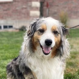 Australian Shepherds from Olson's Aussies