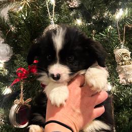 SJ - Black & white male Miniature Australian Shepherd puppy in New Bern, North Carolina from KD Miniature Aussies