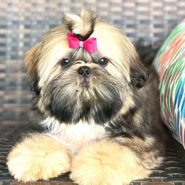 Shih Tzus from Nicali Shih Tzu