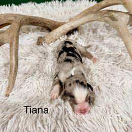 Tiana - Blue merle female Australian Shepherd puppy in Vernal, Utah from Dancing M Kennels