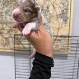 Monaco-4800 - Piebald female Dachshund puppy in Winter Haven, Florida from Dreamwork Dachshunds
