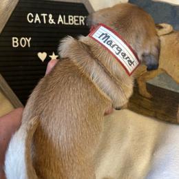 Apricot boy - Fawn male Pug puppy in Norborne, Missouri from Pug Palace