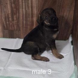 Xoloitzcuintli Puppies from Mickam's Xolo's