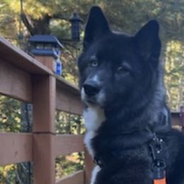 Siberian Huskies from New England Huskies