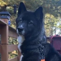 Siberian Huskies from New England Huskies