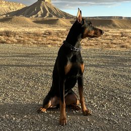 Doberman Pinscher Puppies from Devoted Doberman
