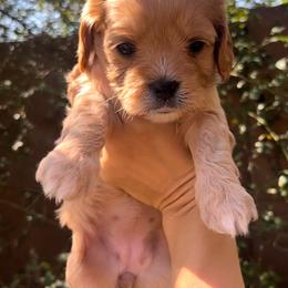 Rosie - Apricot female Cavapoo puppy in Gilbert, Arizona from Desert Willow Cavapoos
