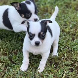 Adam - Black and white male Chihuahua puppy in Amity, Pennsylvania from Rhoda and Verna
