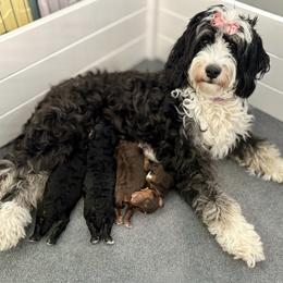 Aladdin - Brown male Bernedoodle puppy in Munster, Indiana from Miranda’s Sunshine Poodles and Doodles