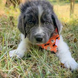 Assorted Doodle Crosses, Newfoundland, and Sheepadoodle Puppies from Sweet Creek Pups