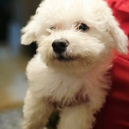 Bichon Frise puppies from Abbott Animals