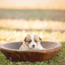White collar- Grits - Red female Pembroke Welsh Corgi puppy in Waverly Hall, Georgia from 6g Ranch Corgis