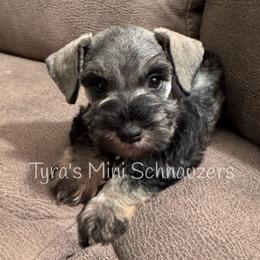 Boy 1 - Salt and pepper male Miniature Schnauzer puppy in Kentucky from Tyra's Mini Schnauzers