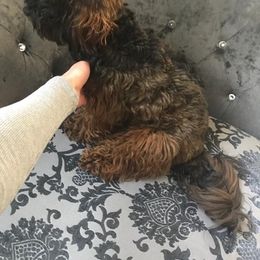 Maltipoo All Grown Up from Anzhela Ibragimova