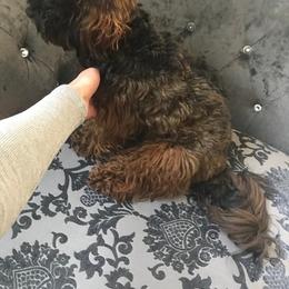 Maltipoo All Grown Up from Anzhela Ibragimova