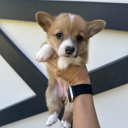 Red and white girl 1 - Red female Pembroke Welsh Corgi puppy in Ocala, Florida from Rivermont Farm