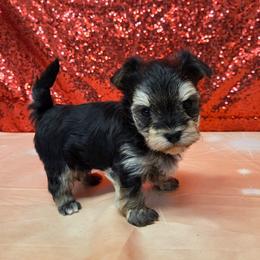 Smokey - Black & tan tri-color male Morkie puppy in Monticello, Iowa from Ashley’s Puppies