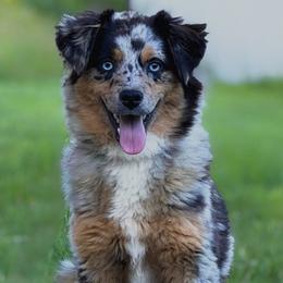 Australian Shepherds from Lil’ Town Aussies