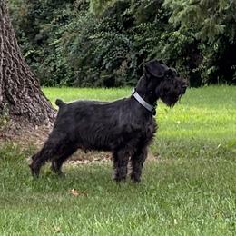 Sweetie - Miniature Schnauzer