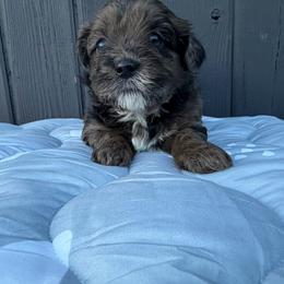 Snickers light - Merle female Shihpoo puppy in Rush, New York from Care Bear Puppies