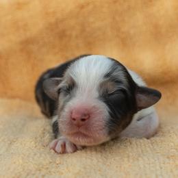 Aldean - Blue merle male Australian Shepherd puppy in Weatherford, Texas from Ridgestar Aussies