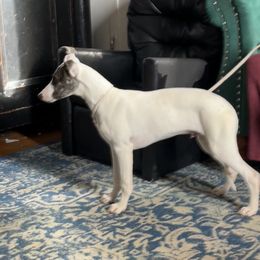 Arrow - Whippet puppy from Ivanhoe Borzoi
