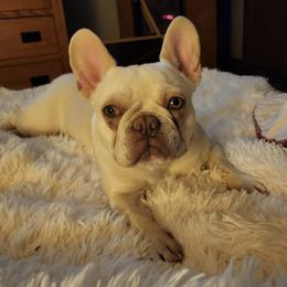 Chihuahuas and French Bulldogs from Dakota Creek