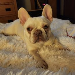 Chihuahuas and French Bulldogs from Dakota Creek