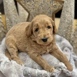 Gingerbread (Brown Collar) - Cream male Goldendoodle puppy in Bay City, Texas from Charming Doods