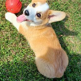 Pembroke Welsh Corgi Puppies from Let Alone Creek Farm Corgis