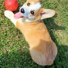 Pembroke Welsh Corgi Puppies from Let Alone Creek Farm Corgis