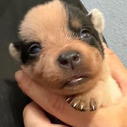 - Girl 3 - Blue female Australian Cattle Dog puppy in Kaufman, Texas from Emberwick Ranch