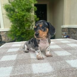 Oreo - Dapple male Dachshund puppy in Menifee, California from Dachshunds in SoCal