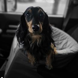 Ace - Dachshund