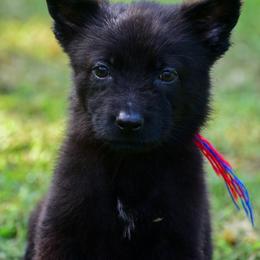 Red blue girl - Black female German Shepherd puppy in Clarkrange, Tennessee from Vom Wolff
