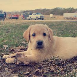 Labrador Retriever Puppies from Creekside Canines