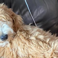 Goldendoodles and Labradoodles from Sweet Baby Doodles