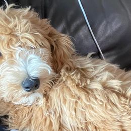 Goldendoodles and Labradoodles from Sweet Baby Doodles