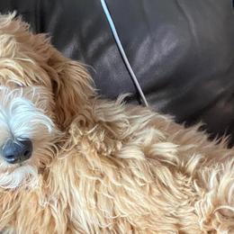 Goldendoodles and Labradoodles from Sweet Baby Doodles