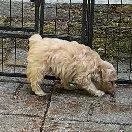Levi - Wheaten male Miniature Schnauzer puppy in Port Orchard, Washington from Silver Bells Miniature Schnauzers