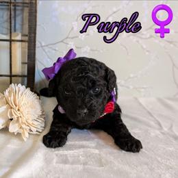 Purple Girl - Black female Shihpoo puppy in Rockledge, Florida from Stormie's Doodles