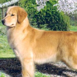 Golden Retrievers from Xanthos Golden Retrievers