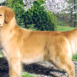 Golden Retrievers from Xanthos Golden Retrievers
