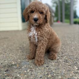 Mango - Red  male Goldendoodle puppy in Smithfield, Kentucky from KBK9 Kennels